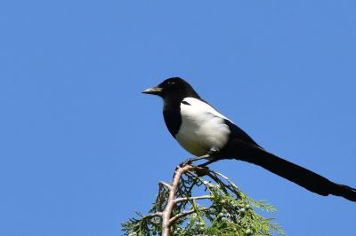 Pie bavarde