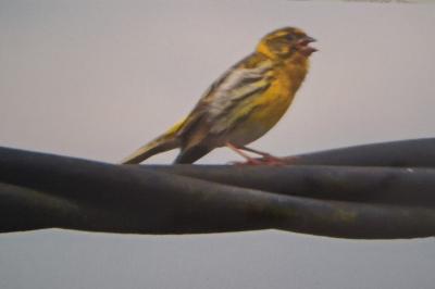 Serin cini