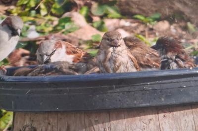 Moineau domestique
