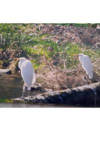 Grande Aigrette