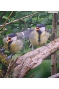 Mésange charbonnière