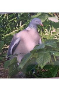 Pigeon ramier