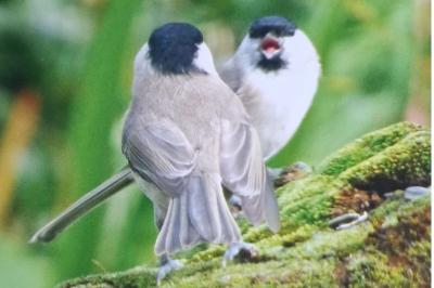 Mésange nonnette