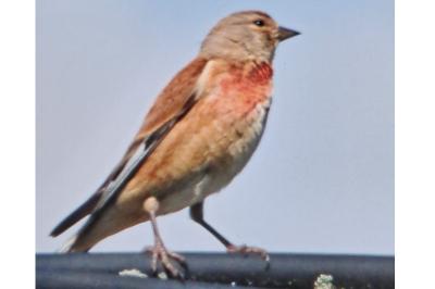 Linotte mélodieuse