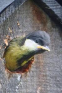 Mésange charbonnière