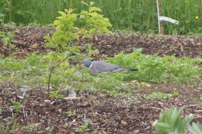 Pigeon ramier