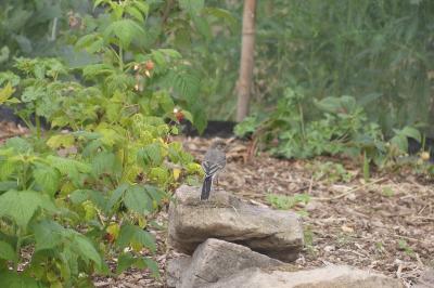 <i>Motacilla</i>