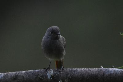Rougequeue noir