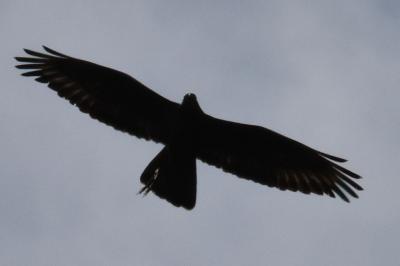 Buse variable