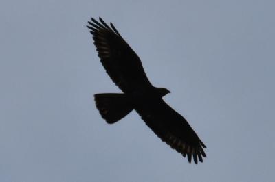 Buse variable