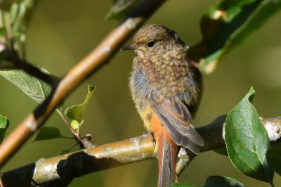 Phoenicurus ochruros