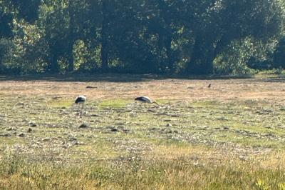 Cigogne blanche