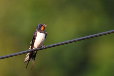 Hirondelle rustique