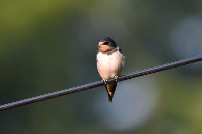 Hirondelle rustique
