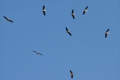 Cigogne blanche