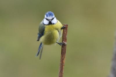 Mésange bleue
