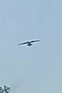 Buse variable