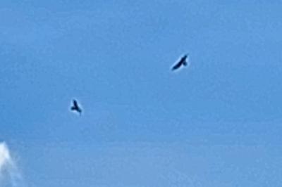 Buse variable
