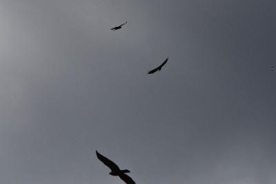 Buse variable