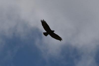 Buse variable