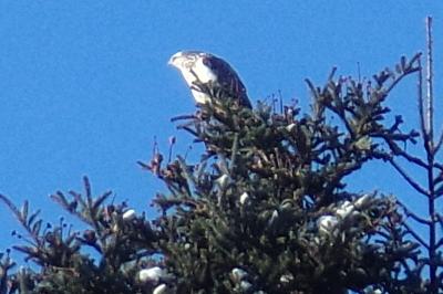 Buteo buteo