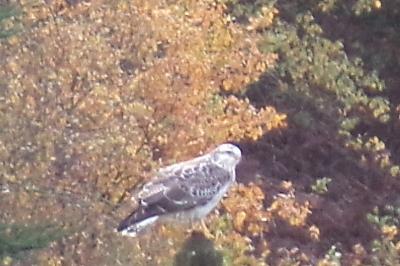 Buse variable