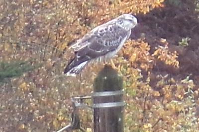 Buteo buteo