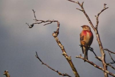 Linotte mélodieuse