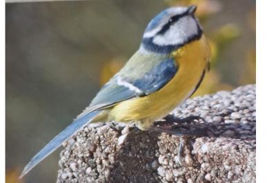 Mésange bleue