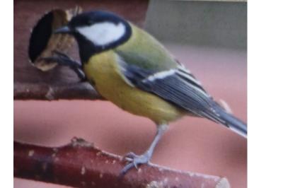 Mésange charbonnière