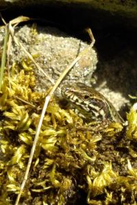 Lézard des murailles 