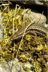 Lézard des murailles 
