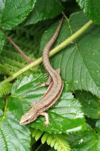 Lézard vivipare 