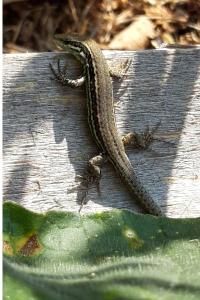 Lézard des murailles 