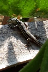 Lézard des murailles 