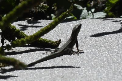 Lézard des murailles 