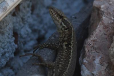 Lézard des murailles 