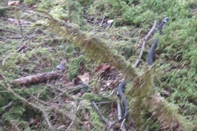 Couleuvre helvétique 