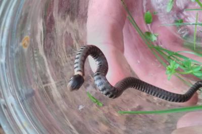 Couleuvre helvétique 