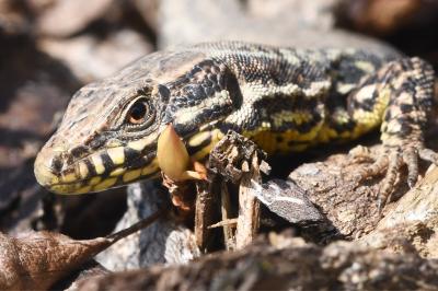 Lézard des murailles 