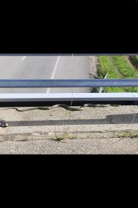 Couleuvre verte et jaune 