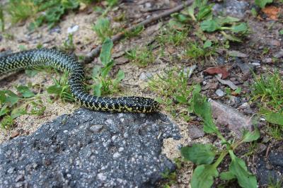 Couleuvre verte et jaune 