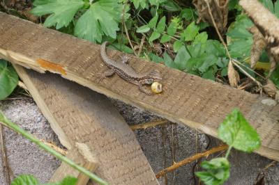 Lézard des murailles 
