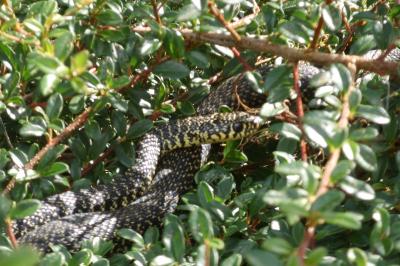 Couleuvre verte et jaune 
