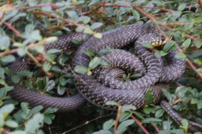 Couleuvre verte et jaune 