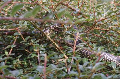 Couleuvre verte et jaune 