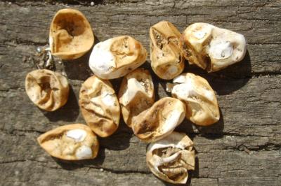 Couleuvre helvétique 