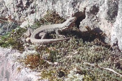 Lézard des murailles 