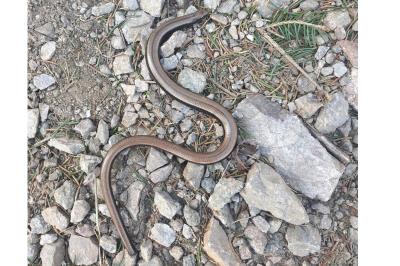 Orvet fragile 