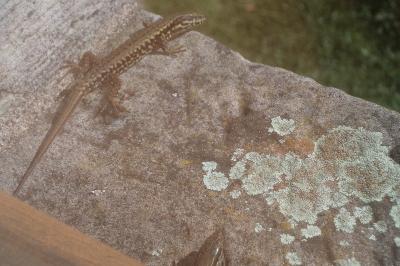 Lézard des murailles 